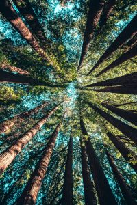 Hiring a content writer could give you more time in nature.