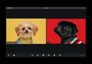 Image of two dogs participating in a virtual one-on-one
